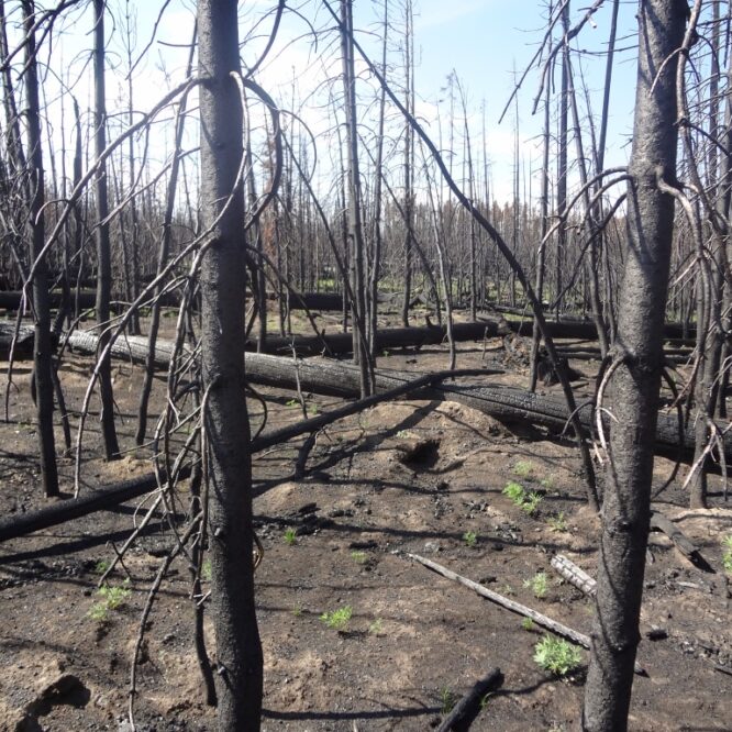 New growth after forest fire - Midlife Change Coach